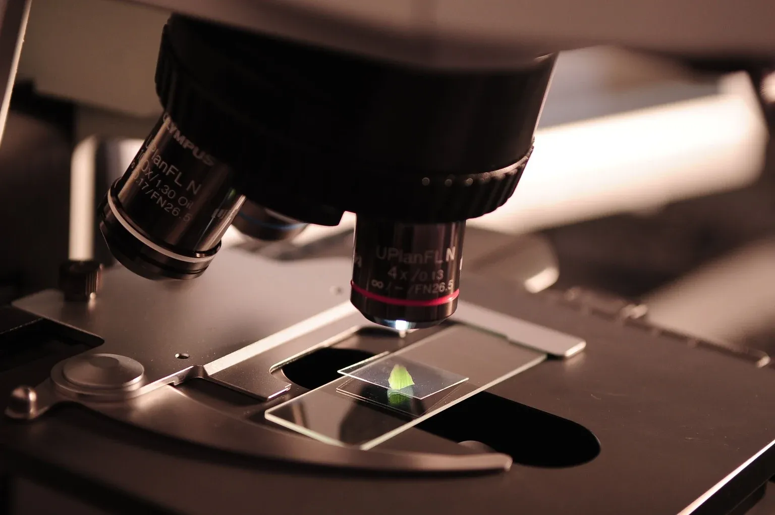 Microscope objectives above a specimen slide on the stage